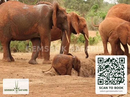 Tsavo National Park, Kenya