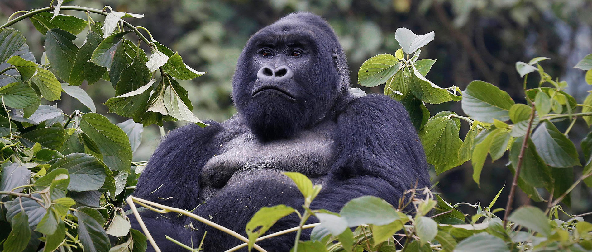 Mountain gorilla in the forest - gorilla trekking in Rwanda and Uganda