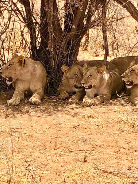 Best Time to Visit the Maasai Mara