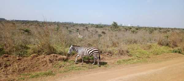 Amboseli National Park Guide