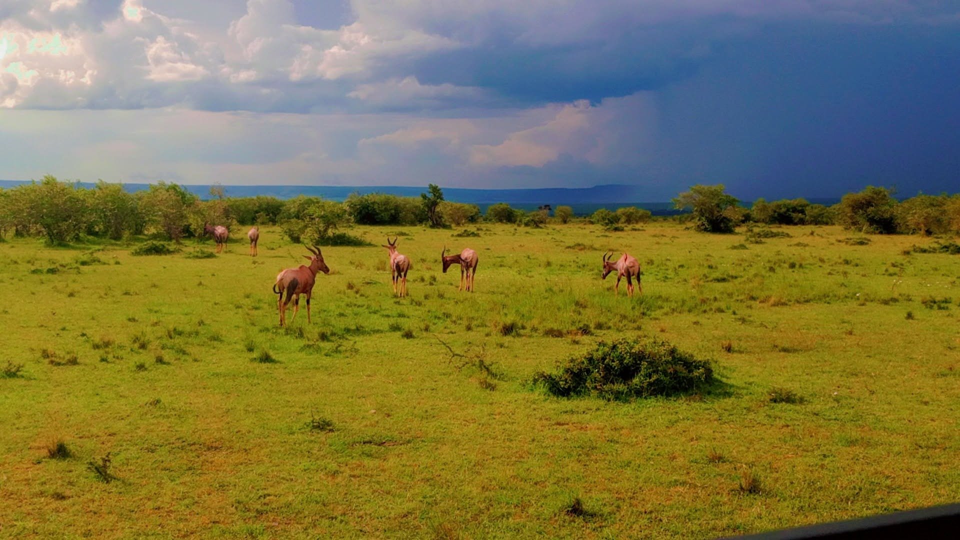 Antelope grazing under a storm sky, Maasai Mara
