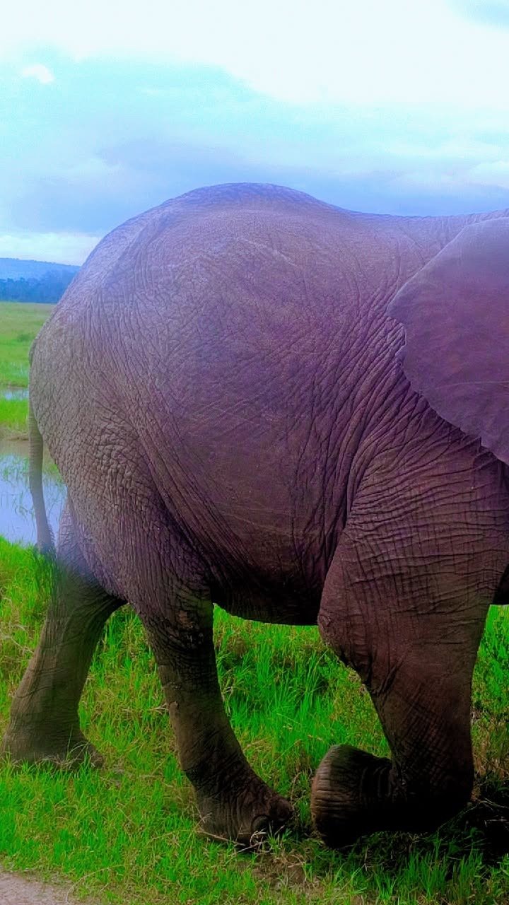 Elephant up close in the Maasai Mara