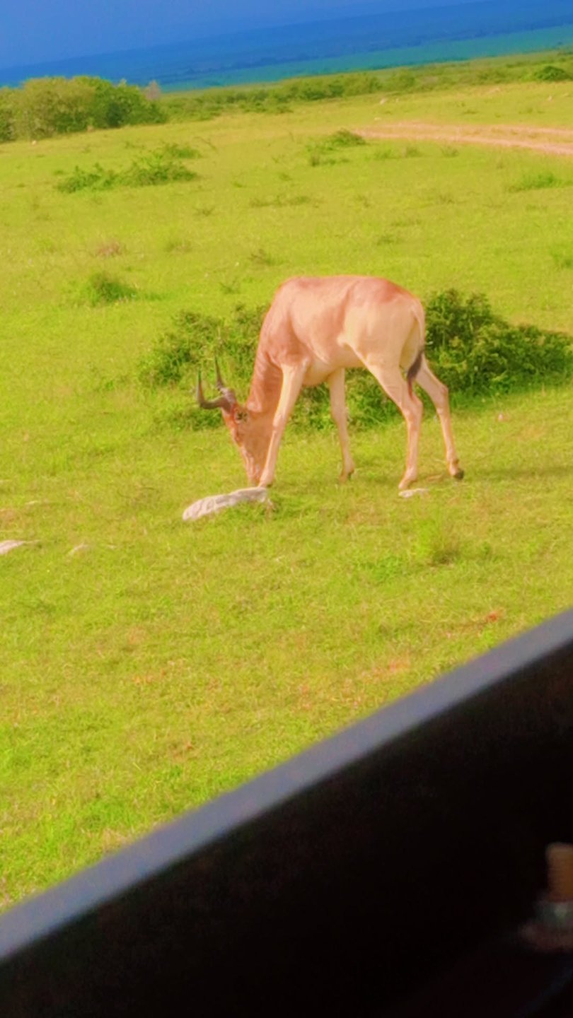 Hartebeest grazing beside the game-drive vehicle