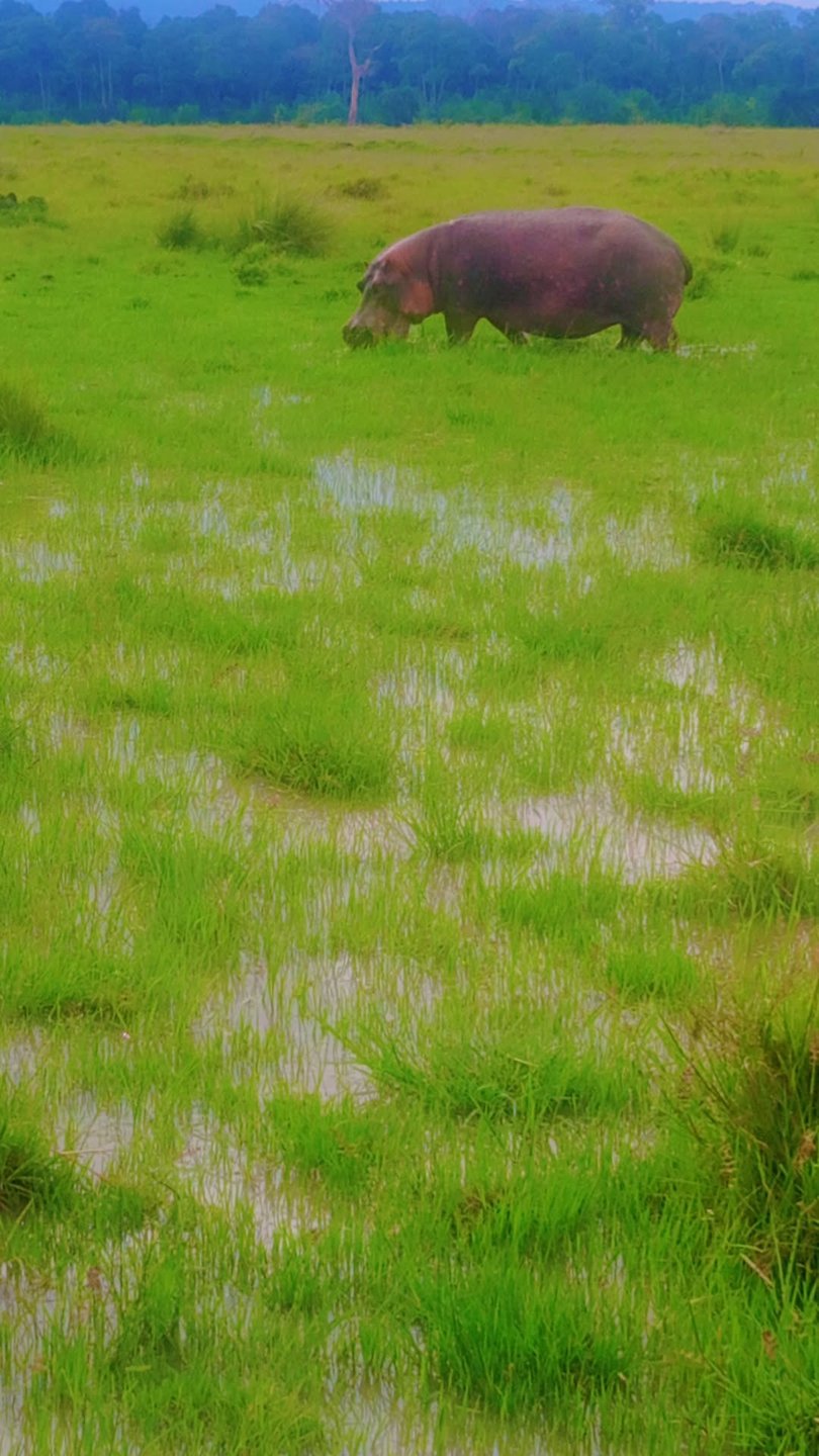 Hippo grazing in the Mara grasslands