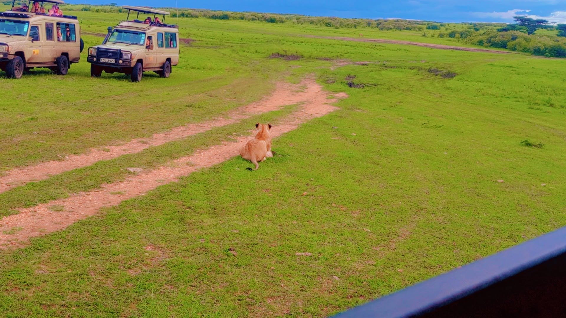 Lion resting near safari vehicles in the Maasai Mara