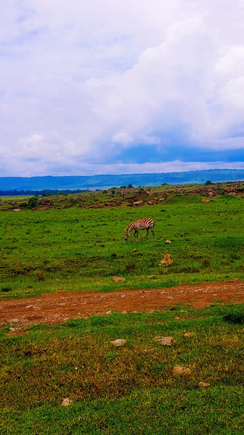 Zebra on the open plains of the Maasai Mara