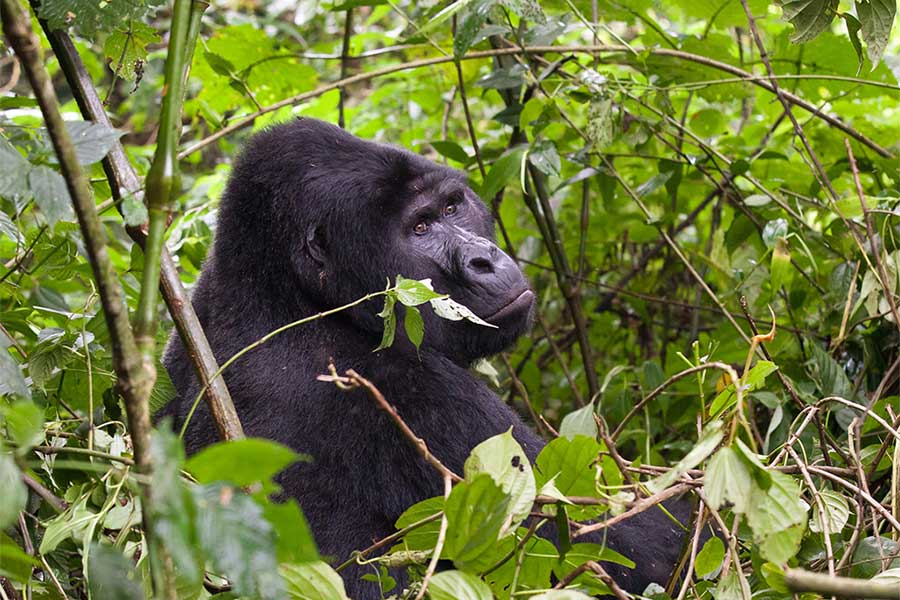DEMOCRATIC REPUBLIC OF CONGO(DRC)