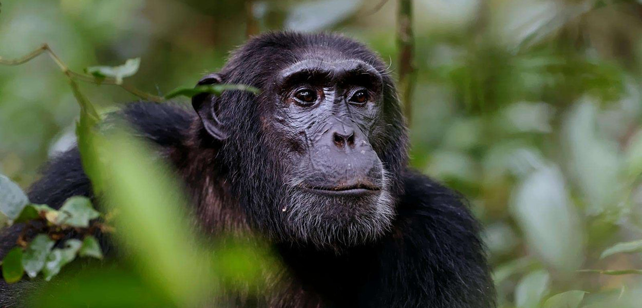 Uganda