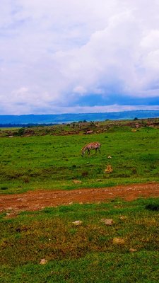 Zebra on the open plains of the Maasai Mara