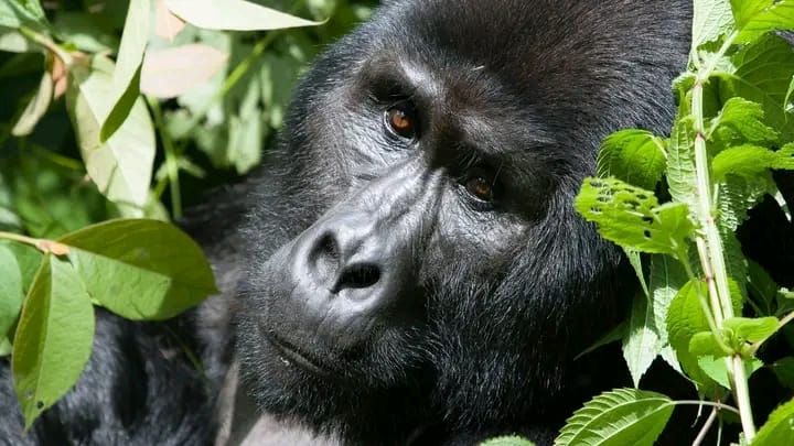 Rwanda