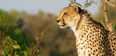 Kenya