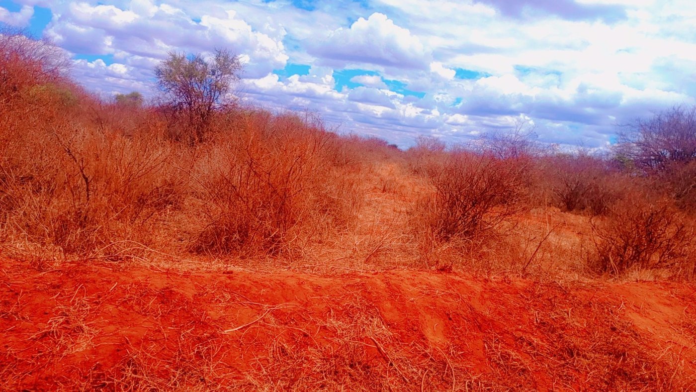 Red-earth landscape of Tsavo West