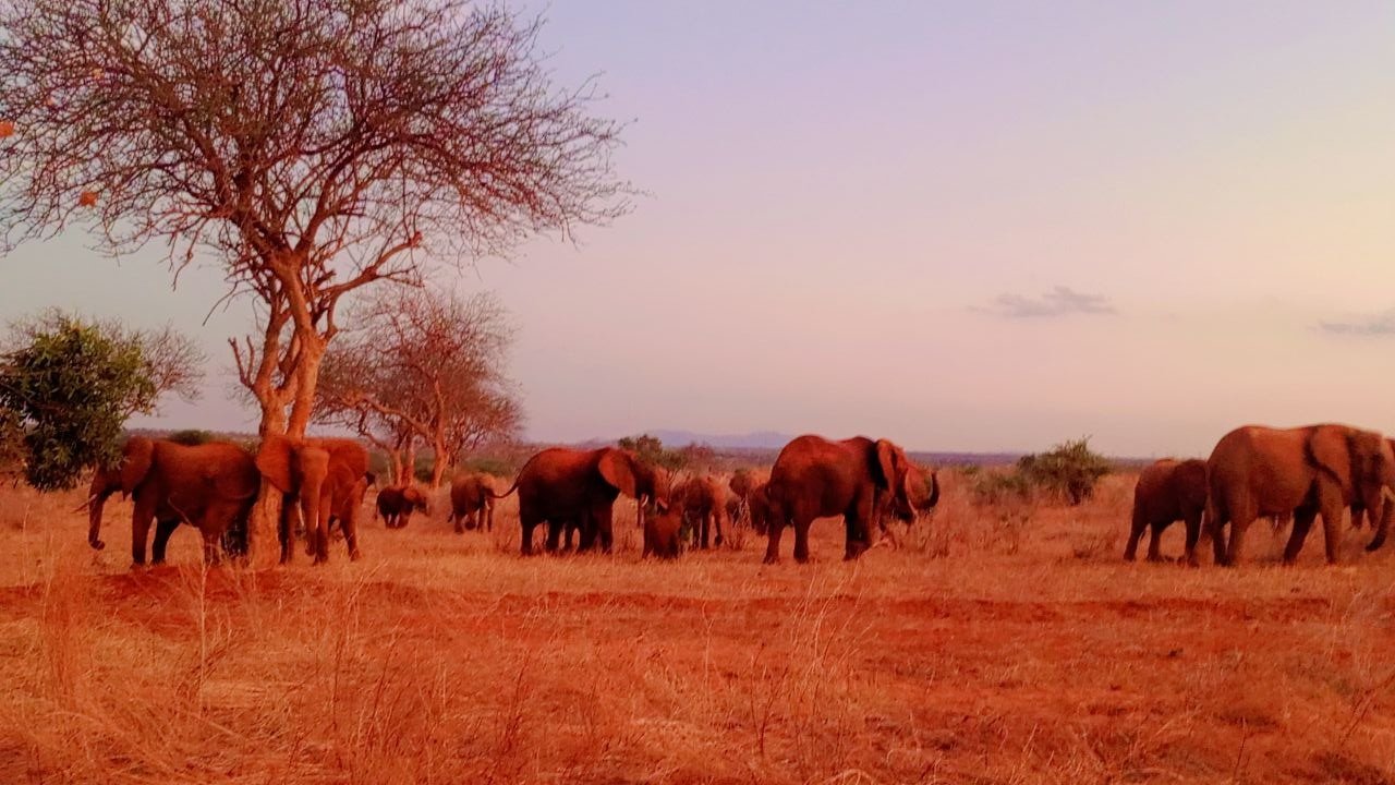 Elephant herd beneath an acacia, Tsavo East