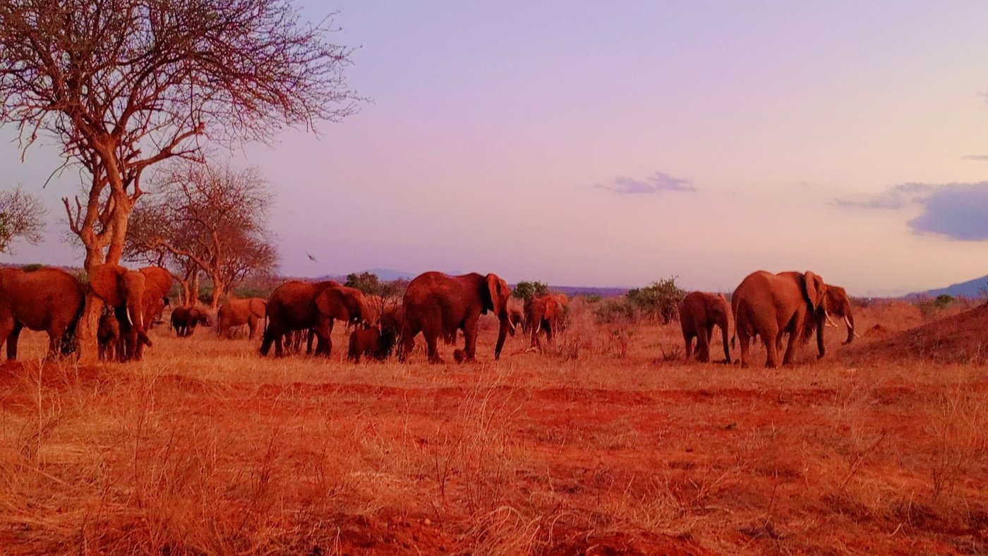 Tsavo East red elephants on the plains