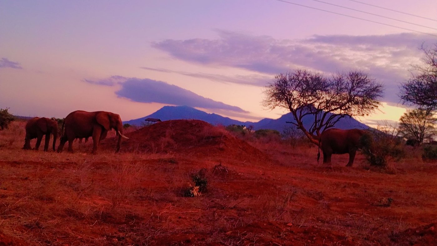 Elephants at dusk, Tsavo East