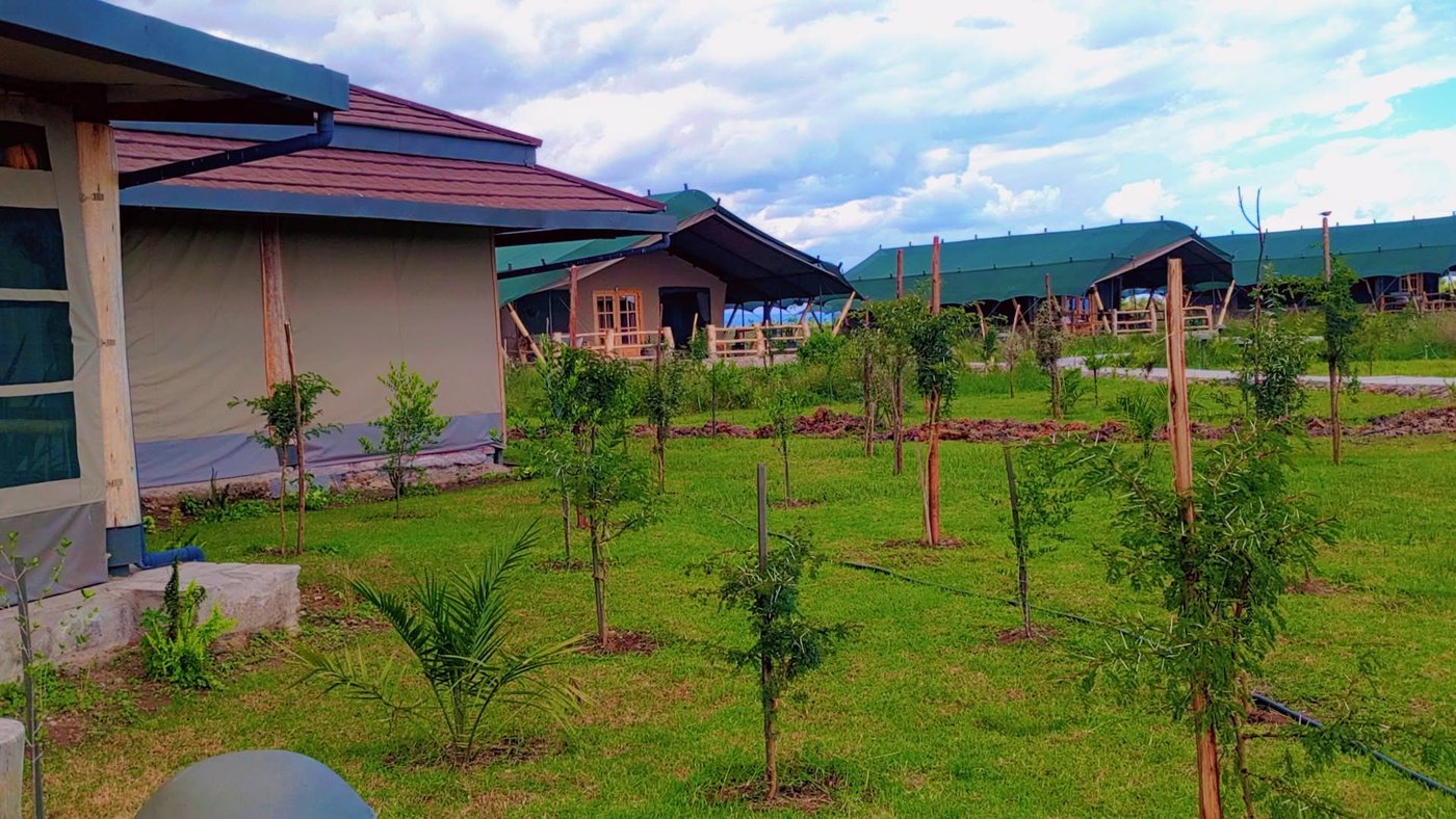 Cottages set among young trees