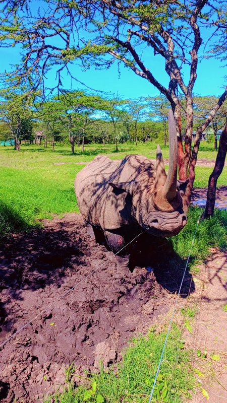 Rhino beside an acacia tree
