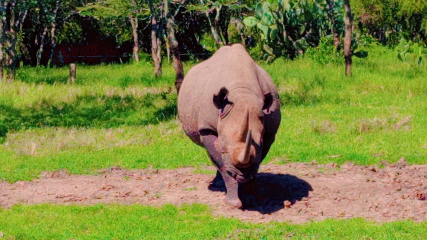 Rhino up close, Ol Pejeta