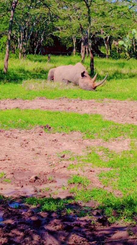 Rhino grazing, Ol Pejeta Conservancy