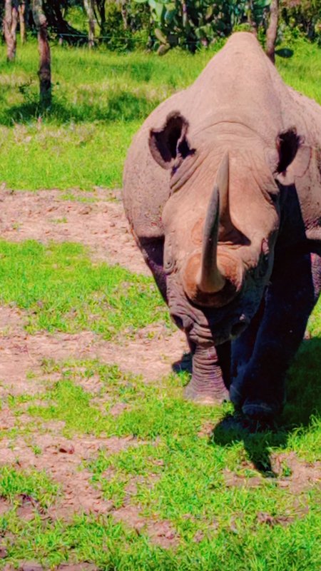 Rhino walking towards the camera