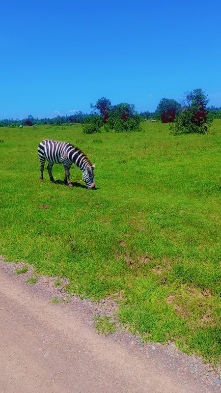 Zebra grazing on the Ol Pejeta plains