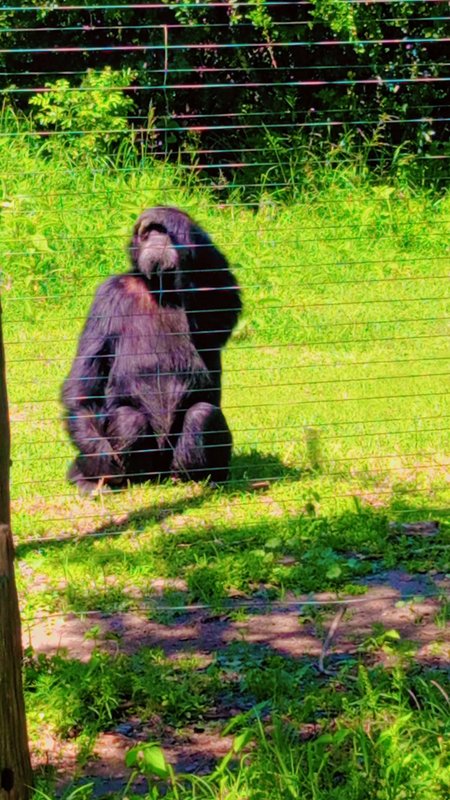 Chimpanzee at the Sweetwaters Chimpanzee Sanctuary